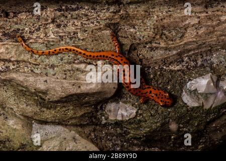 Salamandre cave (Eurycea lucifuga) du comté d'Union, Illinois, États-Unis. Banque D'Images