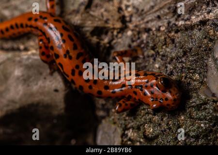 Salamandre cave (Eurycea lucifuga) du comté d'Union, Illinois, États-Unis. Banque D'Images