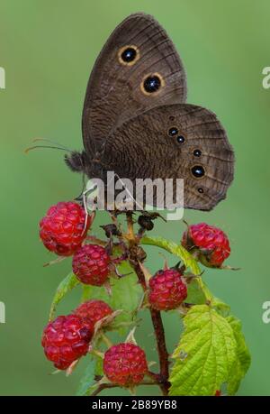 Grand bois Nymph papillon (Cercyonis pegala) se nourrissant sur les framboises sauvages, E Etats-Unis, par Skip Moody/Dembinsky photo Assoc Banque D'Images