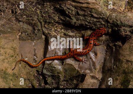 Salamandre cave (Eurycea lucifuga) du comté d'Union, Illinois, États-Unis. Banque D'Images