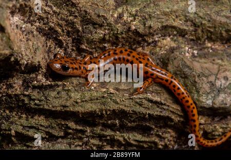 Salamandre cave (Eurycea lucifuga) du comté d'Union, Illinois, États-Unis. Banque D'Images