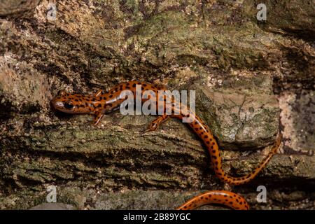 Salamandre cave (Eurycea lucifuga) du comté d'Union, Illinois, États-Unis. Banque D'Images