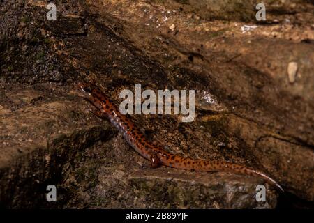 Salamandre cave (Eurycea lucifuga) du comté d'Union, Illinois, États-Unis. Banque D'Images