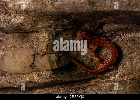 Salamandre cave (Eurycea lucifuga) du comté d'Union, Illinois, États-Unis. Banque D'Images