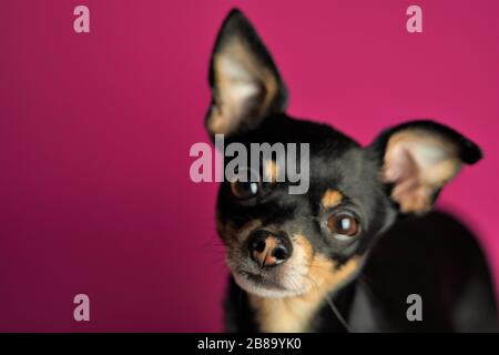 Magnifique chien noir de Toy Terrier se reproduit sur un fond rose vif.gros plan. Banque D'Images