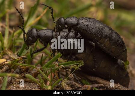 Les coléoptères toxiques (Meloe strigolosus) de la région de la baie de Californie. Ces coléoptères produisent la cantharidine comme une défense chimique puissante. Banque D'Images