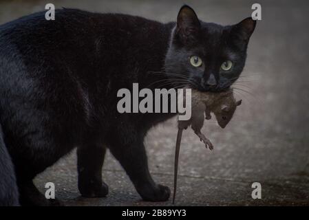 Un chat feral porte un rat brun mort qu'il a tué dans sa bouche. Banque D'Images