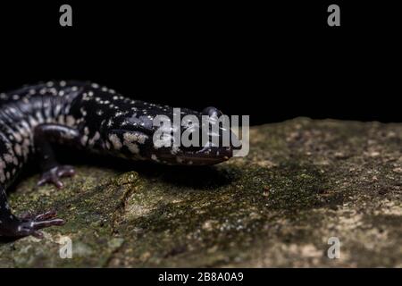 Salamandre mince du Nord (Plethodon glutinosus) du comté d'Union, Illinois, États-Unis. Banque D'Images