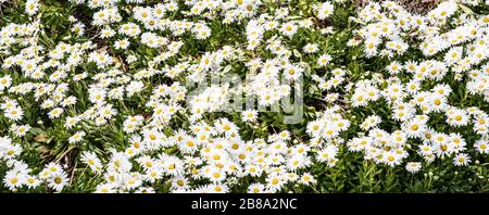 Panorama des fleurs de Daisy blanches dans un champ de fleurs dans la campagne. Banque D'Images