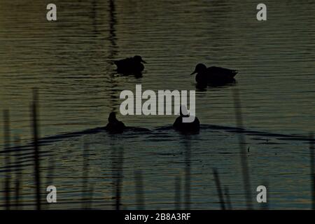 Canards colverts au lever du soleil sur Lindsey City Park public Fishing Lake, Canyon, Texas. Banque D'Images