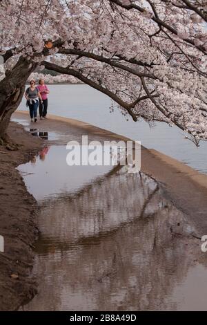 Les femmes approchent d'un chemin inondé sous les cerisiers en fleurs dans le bassin de Tidal à Washington, D.C., 20 mars 2020. Les foules habituelles et les spectacles en direct pour Banque D'Images