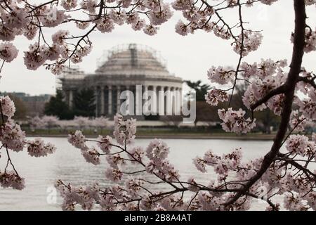 Le Mémorial de Thomas Jefferson, en rénovation, est encadré par les cerisiers en fleurs du bassin de Tidal à Washington, D.C., le 20 mars 2020. Banque D'Images