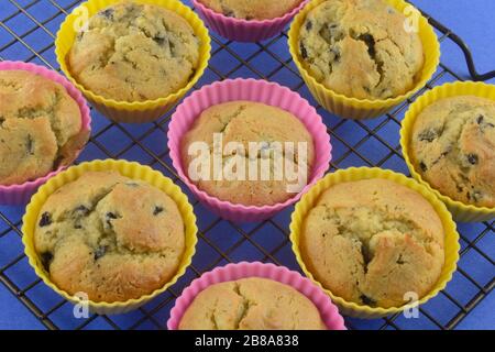 Muffins aux bleuets fraîchement cuits dans des pots de muffin de silicone refroidissant sur le rack de refroidissement Banque D'Images