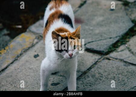 Limassol Chypre 20 mars 2020 vue d'un chat domestique abandonné vivant dans les rues de Limassol Banque D'Images