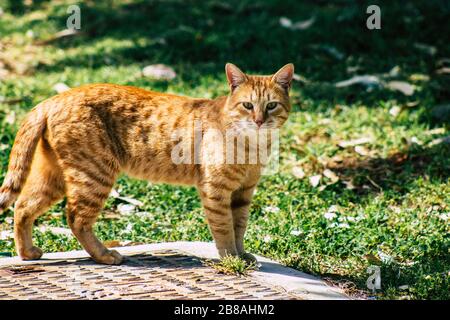 Limassol Chypre 20 mars 2020 vue d'un chat domestique abandonné vivant dans les rues de Limassol Banque D'Images