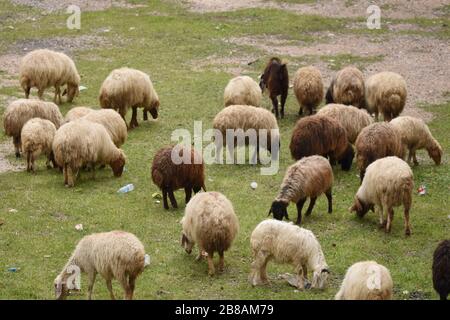 Les chèvres et les moutons paissent sous les ruines du château d'Al Karak en Jordanie. Un grand troupeau de manger de l'herbe. Banque D'Images
