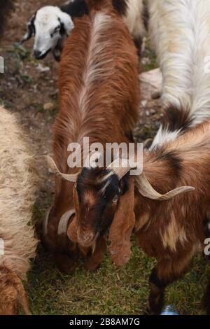 Les chèvres et les moutons paissent sous les ruines du château d'Al Karak en Jordanie. Un grand troupeau de manger de l'herbe. Banque D'Images