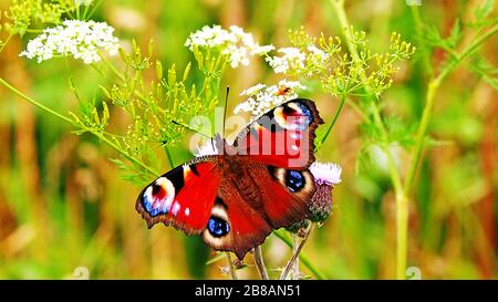 Petit papillon écaille (Aglais urticae) qui se nourrissent de plantes en fleurs de marjolaine blanc uk garden Banque D'Images