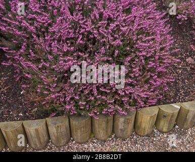 Floraison hivernale Evergreen Heather (Erica x darleyensis 'Kramer's Rote') dans un jardin de campagne dans le Devon rural, Angleterre, Royaume-Uni Banque D'Images