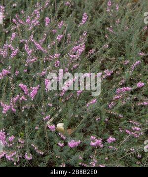 Floraison printanière Evergreen Heather (Erica x darleyensis 'Spring surprise') dans un jardin de campagne dans le Devon rural, Angleterre, Royaume-Uni Banque D'Images