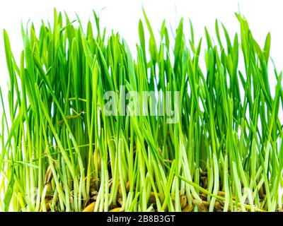 Pousses vertes printanières de cultures hivernales sur fond blanc. Banque D'Images