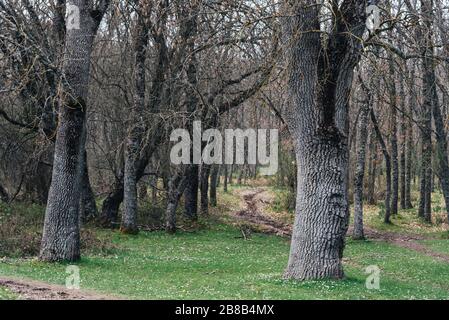 Parc avec beaucoup d'arbres anciens sans feuilles Banque D'Images