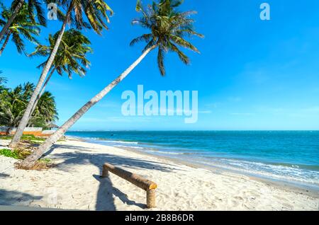 Des cococotiers inclinés penchant vers la mer tropicale l'après-midi d'été. Belle plage de sable pour le repos et la détente. Banque D'Images