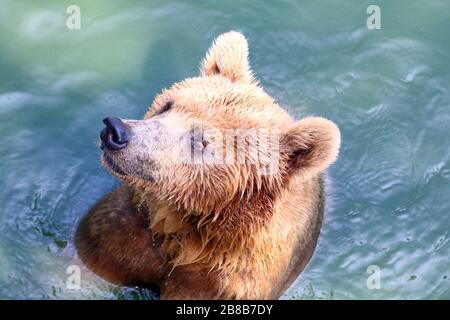 Ours, ours grizzli dans l'eau, l'ours est un animal de Fierce, l'ours est la faune Banque D'Images