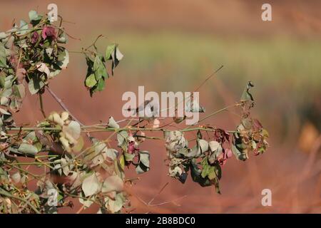 Un oiseau-rouge féminin assis sur une branche de rose sèche avec fond de feuilles de rose, observation des oiseaux Banque D'Images