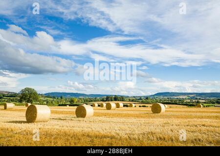 Balles circulaires de foin et terres agricoles avec ciel bleu et campagne anglaise. Shropshire, Royaume-Uni Banque D'Images