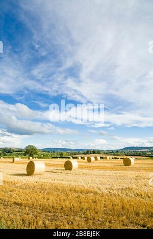 Balles rondes de foin ou de foin dans un champ, avec ciel bleu. Paysage de campagne du Shropshire, Royaume-Uni Banque D'Images