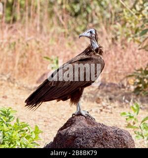 Vautour à capuche (Necrosyrtes monachus) un debout sur un rocher, Gambie. Banque D'Images