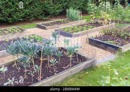 Jardin de légumes lits surélevés en traverses en bois. Le kale (brassica) croît au premier plan, au Royaume-Uni Banque D'Images