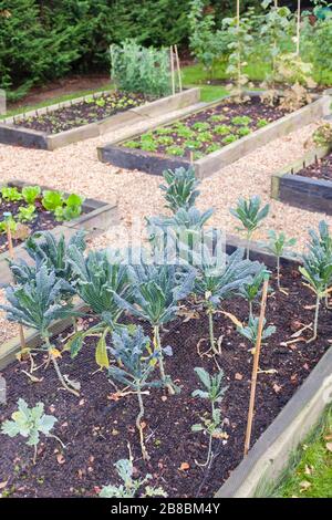 Jardin de légumes avec lits surélevés en automne. Le kale (brassica) croît au premier plan, au Royaume-Uni Banque D'Images