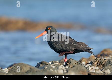 Un rare oystercartcher noir africain (Haematopus moquini) sur les roches côtières, Afrique du Sud Banque D'Images