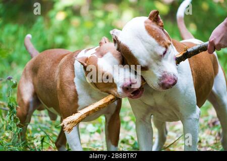 Gros plan sur deux magnifiques chiens qui piquèrent du bâton en bois dans les mains du propriétaire. Jeune homme jouant avec des amis à quatre pattes dans le parc. Concept de relation entre Banque D'Images
