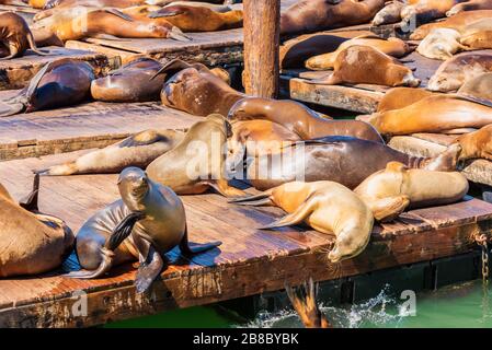 Bains de soleil sur les lions de mer au Pier 39 San Francisco USA Banque D'Images