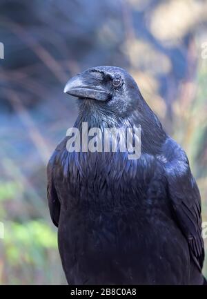 Portrait coralaire commun (Corvus corax) dans le parc Algonquin, Canada Banque D'Images