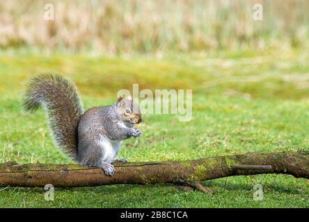 Squirrel Scirurus gris sauvage carolinenses mangeant des arachides Banque D'Images