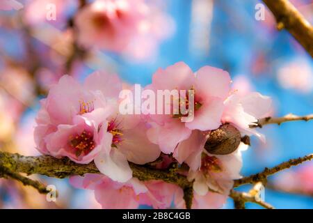 Printemps: Fleur rose d'amande rétroéclairé entre les branches. Banque D'Images