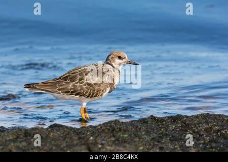 Ruddy turnstone (Arenaria interprés) juvénile debout sur la rive. Mer Baltique, Pologne Banque D'Images