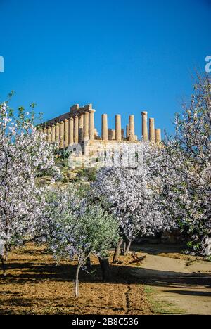 Des amandiers fleurissent au Temple de la Concorde dans la Vallée des temples près d'Agrigente, Sicile Banque D'Images