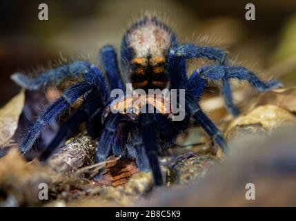 Le tigre de Suntiger du Costa Rica Tarantula - Davus ruficeps est une espèce d'araignées de la famille des Theraphosidae (tarantulas), anciennement inclus dans Cyclosternum, B Banque D'Images