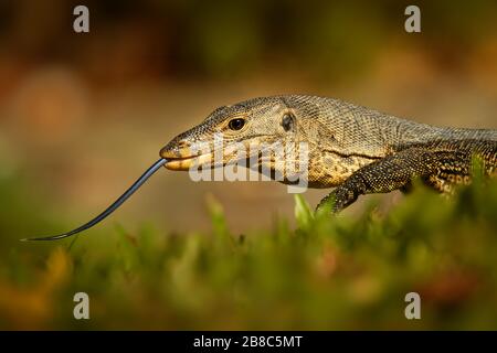 - Contrôle de l'eau Asie Varanus salvator aussi contrôle de l'eau commune, grand lézard varanid originaire d'Asie du Sud et du sud-est (kabaragoya, deux bandes de moni Banque D'Images