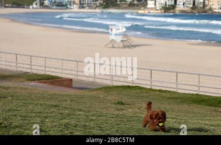 (200321) -- SYDNEY, le 21 mars 2020 (Xinhua) -- la photo prise le 21 mars 2020 montre la plage vide de Bondi à Sydney, en Australie. L'emblématique plage de Bondi en Australie a été fermée après que des centaines de amateurs de plage bondés sur le sable vendredi, ignorant les lignes directrices actuelles en matière de distanciation sociale. Le ministre de la police de l'État de Nouvelle-Galles du Sud, David Elliott, a ordonné la fermeture de la plage à Sydney samedi après-midi. Il y a eu 874 cas confirmés de COVID-19 en Australie à partir de 6 h 30 heure locale samedi, dont 382 dans l'État de Nouvelle-Galles du Sud. Sept personnes sont mortes du di Banque D'Images