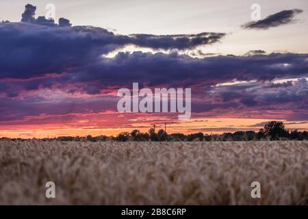 Coucher de soleil sur le champ dans la province de Mazowieckie en Pologne Banque D'Images