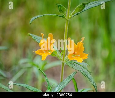 Fleur de singe collant (Mimulus auranticus), Los Angeles, CA. Banque D'Images