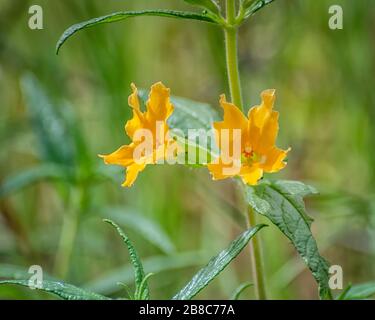 Fleur de singe collant (Mimulus auranticus), Los Angeles, CA. Banque D'Images