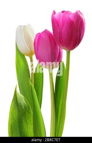 Tulips merveilleux colorés (famille Lily, Liliaceae) isolés sur fond blanc, y compris le chemin de découpe. Allemagne Banque D'Images