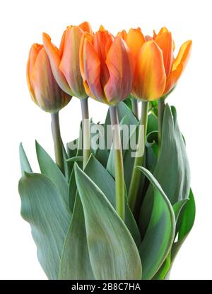 Merveilleux tulipes (famille Lily, Liliaceae) isolés sur fond blanc, y compris le chemin d'écrêtage. Allemagne Banque D'Images